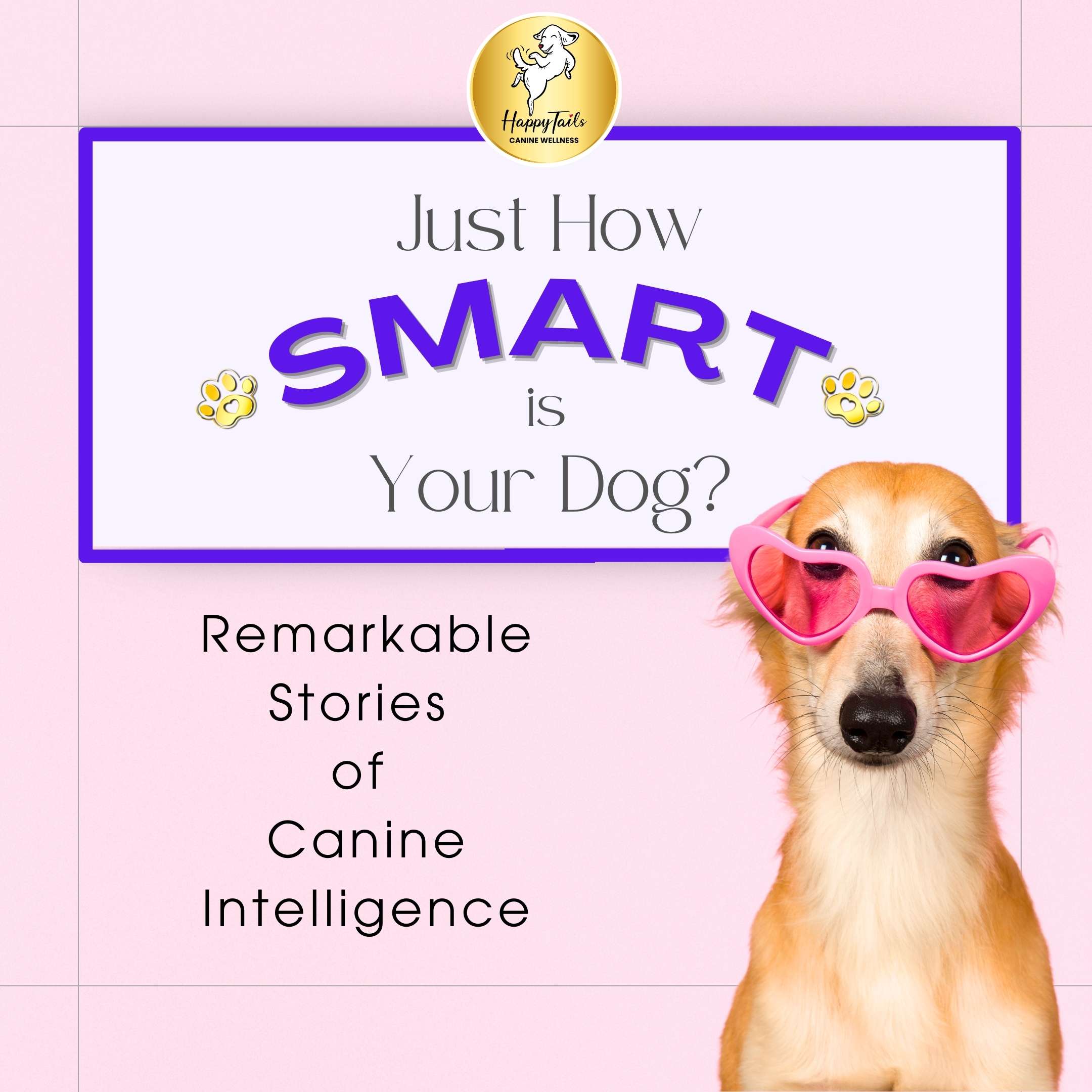 happytails canine wellness premium natural dog treats supplements made in usa blog