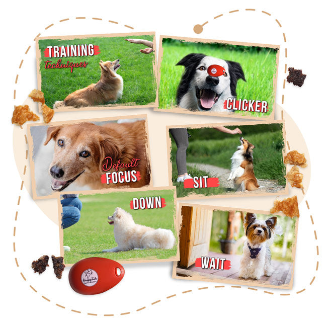 Dog Training Fundamentals 101 – HappyTails Canine Wellness